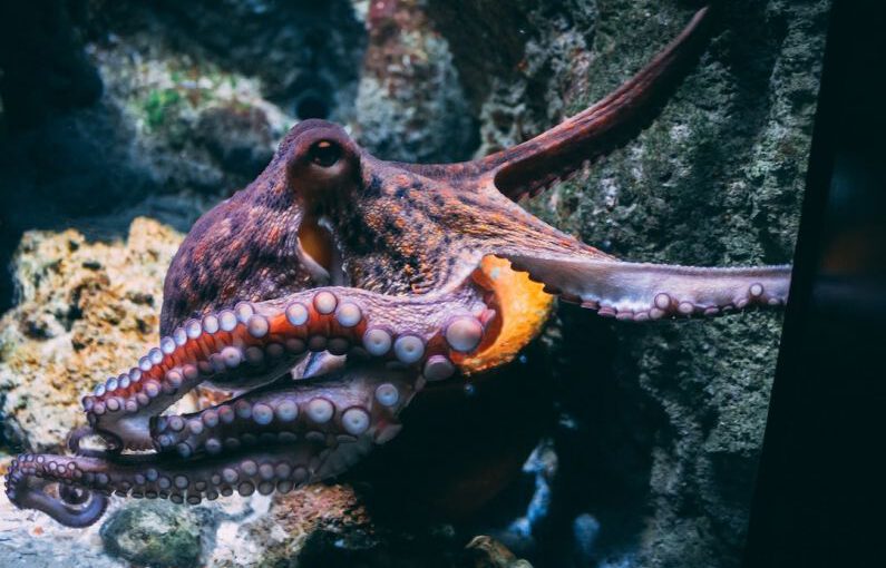 Octopuses - brown and black dragon in water