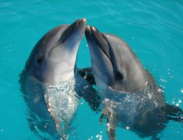 Do Dolphins Have Their Own Language? Deciphering the Conversations beneath the Waves