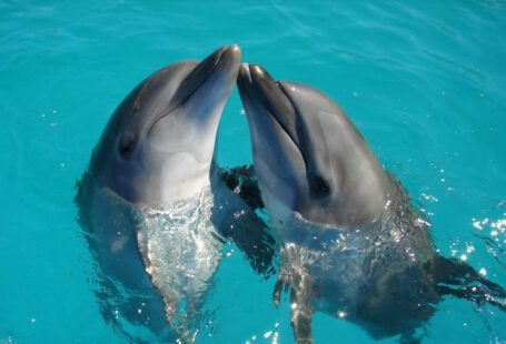 Dolphins - a couple of dolphins are swimming in the water
