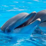 Dolphins - Adorable Dolphins on Surface of Water