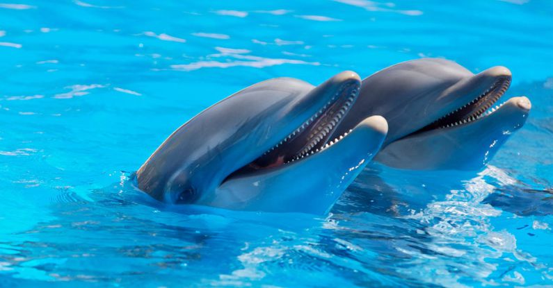 Dolphins - Adorable Dolphins on Surface of Water