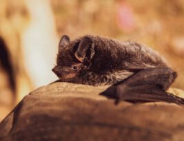 Are Bats Really Blind?