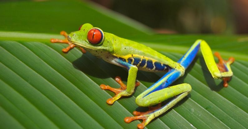 Frogs - Green Blue Yellow and Orange Frog on Green Leaf