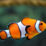 Fish - Close Up Photo of Clownfish