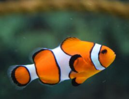 What Determines a Fish’s Color?