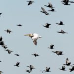 Migration - White Pelican Flying Near Flock of Flying Cormorants Under Blue Sky
