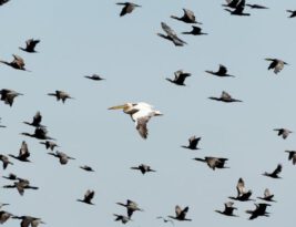 What Triggers Bird Migration?