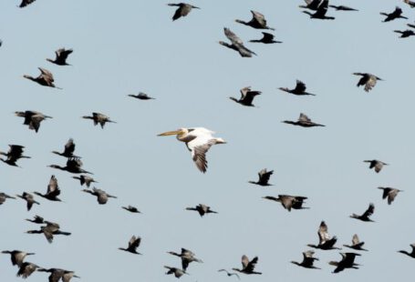 Migration - White Pelican Flying Near Flock of Flying Cormorants Under Blue Sky