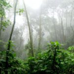 Amazon - Rainforest surrounded by Fog
