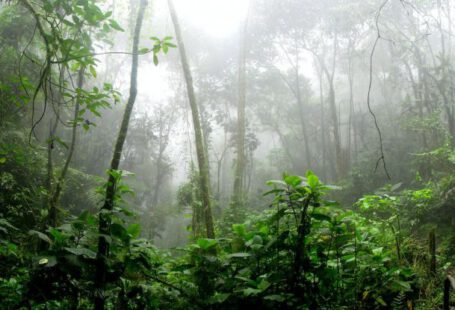 Amazon - Rainforest surrounded by Fog