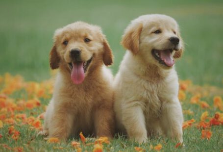 Dogs - Two Yellow Labrador Retriever Puppies