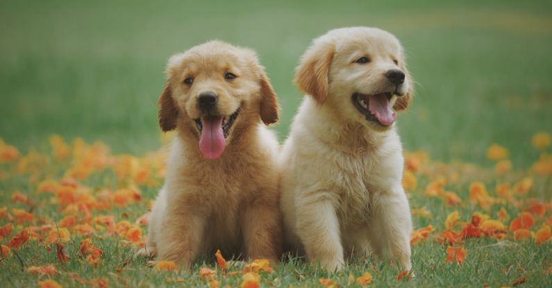 Dogs - Two Yellow Labrador Retriever Puppies